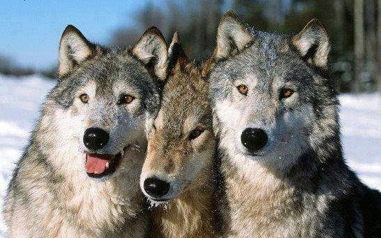 HourlyWolves presents: