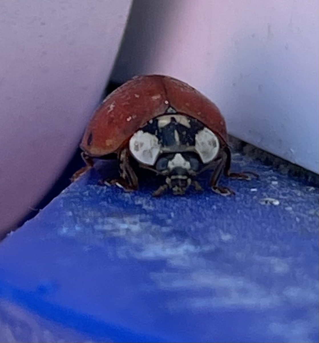aimee0573's tweet photo. Ladybug https://t.co/1nzPKNkwVG