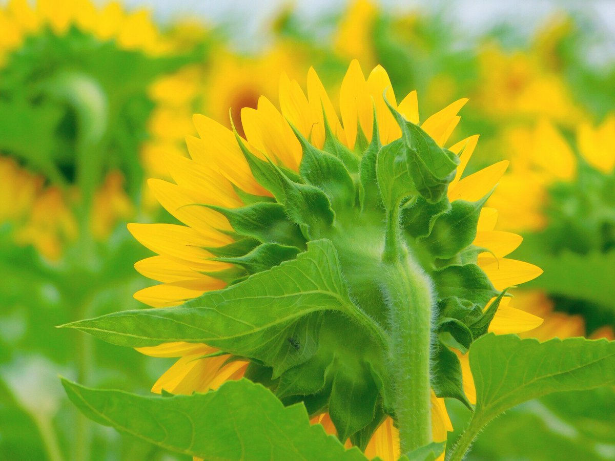 我孫子 ひまわり畑 口コミ 評判 素敵な旅行 観光スポット情報がきっと見つかる ナウティスgo 我孫子 ひまわり畑 口コミ 評判 素敵な旅行 観光スポット情報がきっと見つかる ナウティスgo