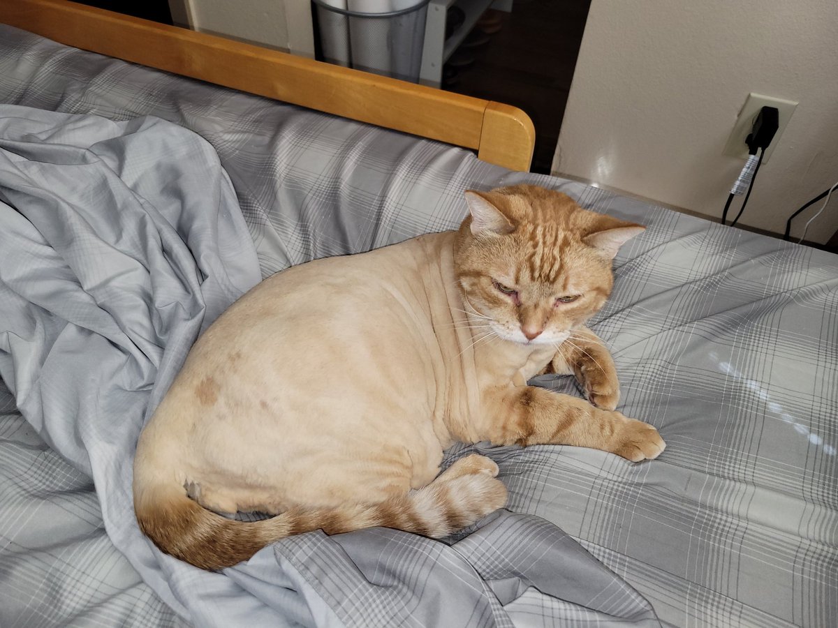 I had Lopez shaved yesterday and wow, what an improvement am I right? XD #catlife