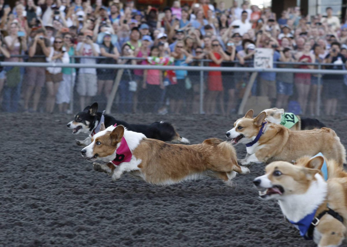 Today I discovered ESPN was showing corgi races! I could not be more happy to have spent time watching this
#corgiraces
#Corgi 
#howispentmySaturday
