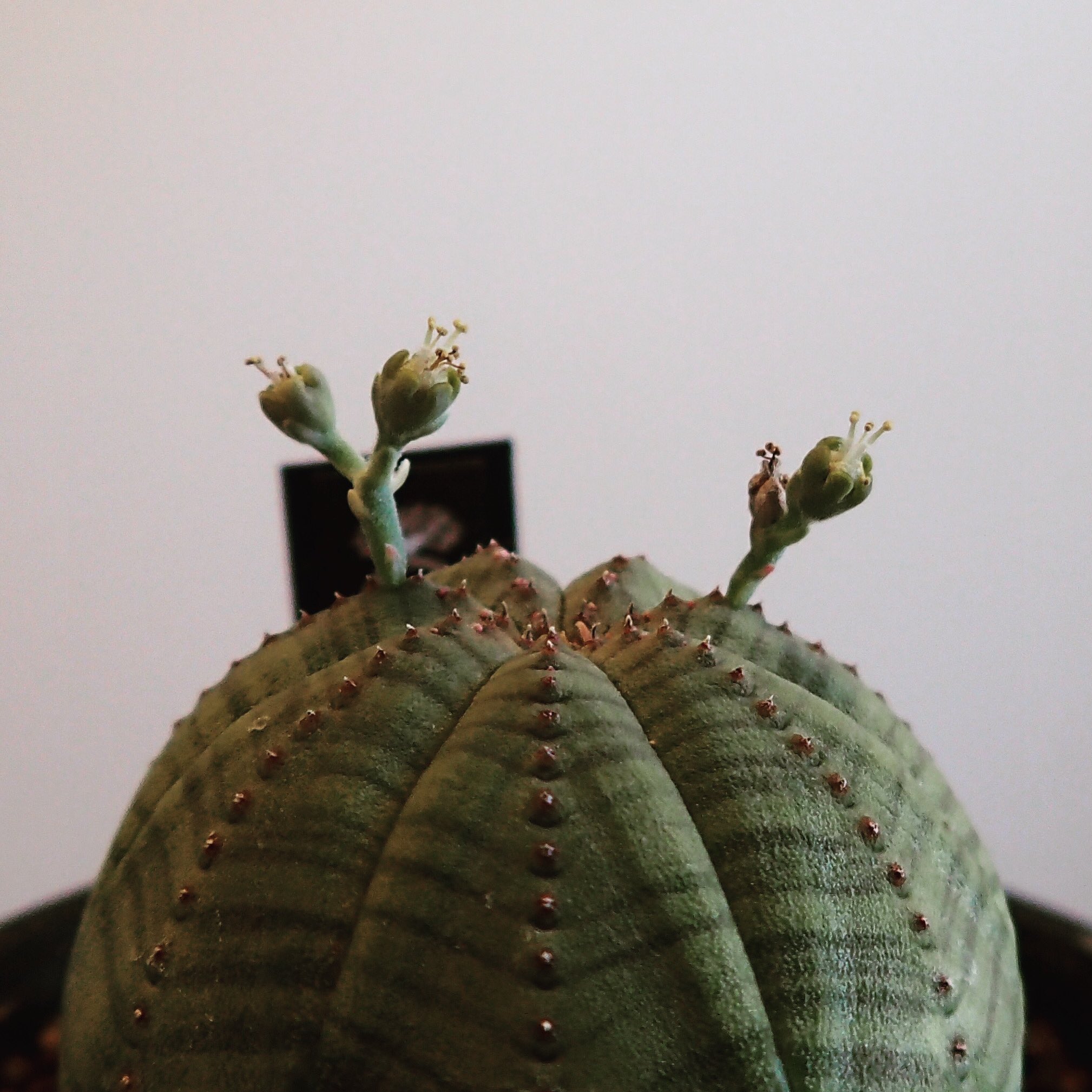 Jbのワイドアンドシャロー Euphorbia Obesa ユーフォルビア オベサ 触覚みたいなお花 この間 妻に サボテンみたいなユーフォルビアはサボテンじゃない って説明したけど 無反応だったな Euphorbiaobesa Euphorbia ユーフォルビアオベサ