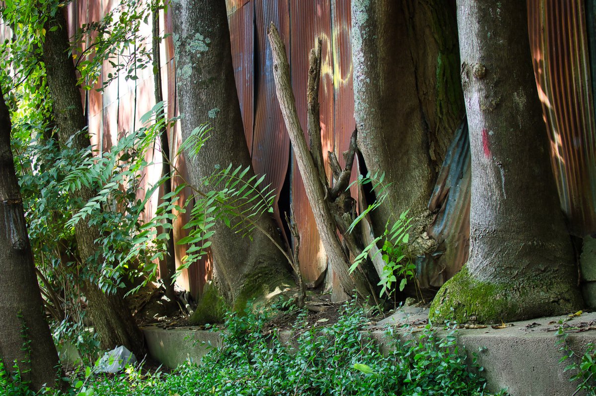 anglinpics's tweet photo. Reclaiming #abandoned #nature #takingback #life https://t.co/qPy6crYMGt https://t.co/3SK20X6nTu