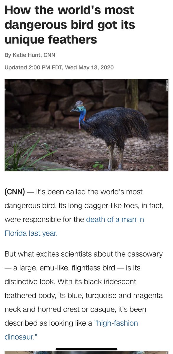 Hardasshelen's tweet photo. @mayachutts have u seen this raptor like killer bird? Capable of gutting & ripping limbs off? W claws abt 5 inches long? #killerBird https://t.co/Imf4sS9vFS