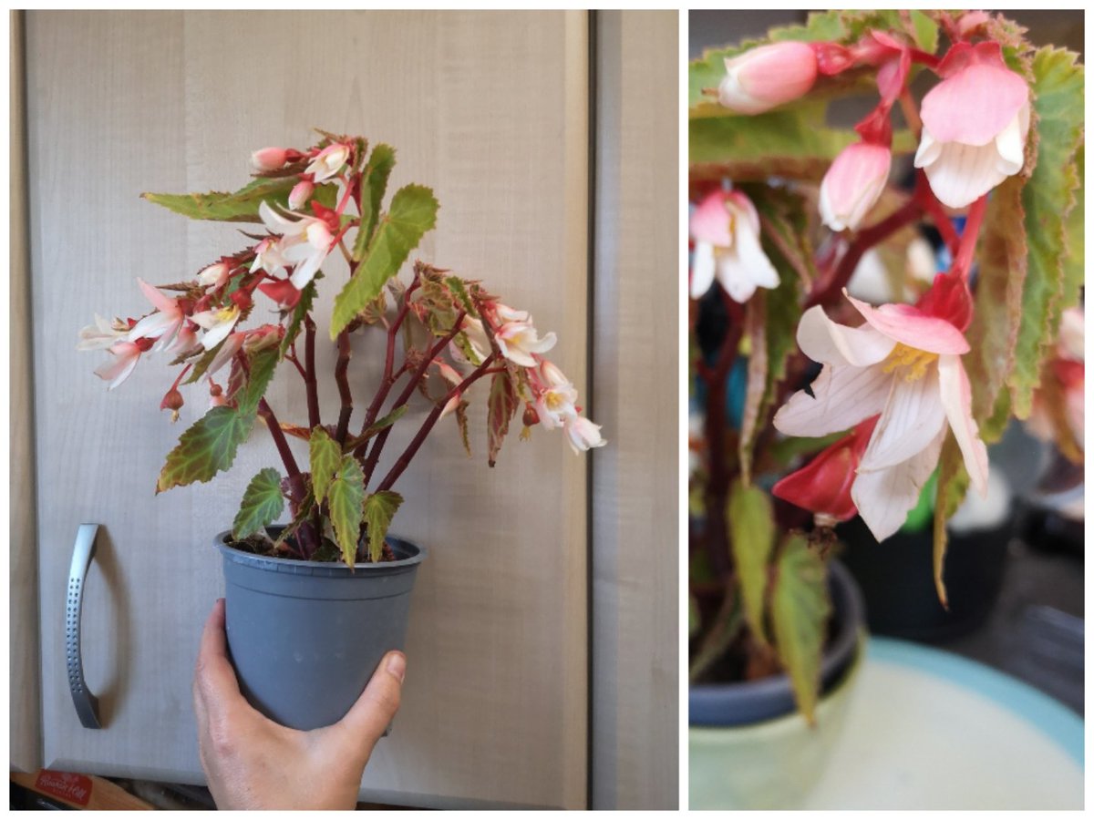 YAN_Oficarl_org's tweet photo. Bought the prettiest plant today. Do I know what it is? Nope (no label) Do I know how to care for it? Nope (no label) Don't think it's going to end well ๐ #notgreenfingered #soprettythough https://t.co/3Cd3fiHOFH