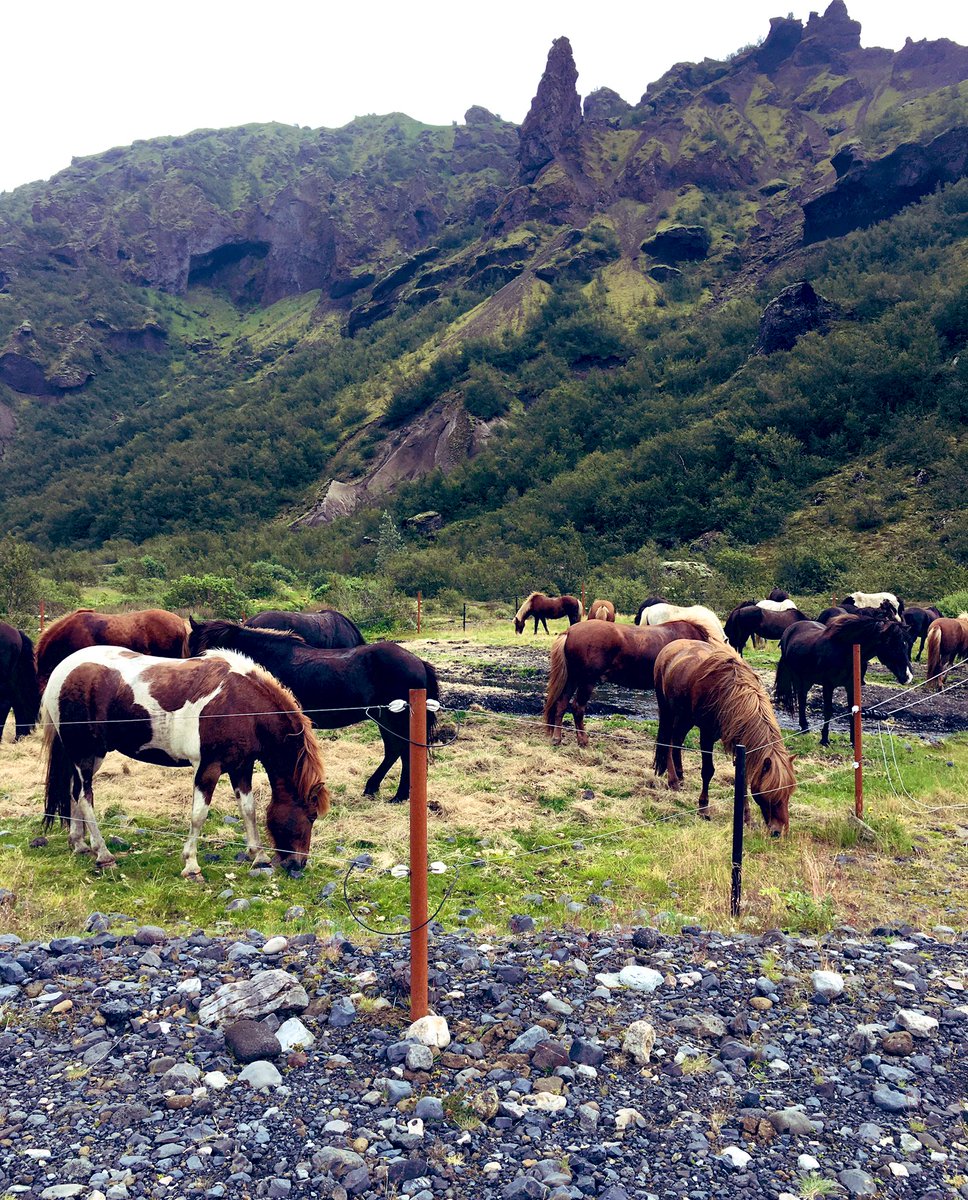 My summer way of enjoying #literature: riding to #saga spots with a herd of #icelandic #horses