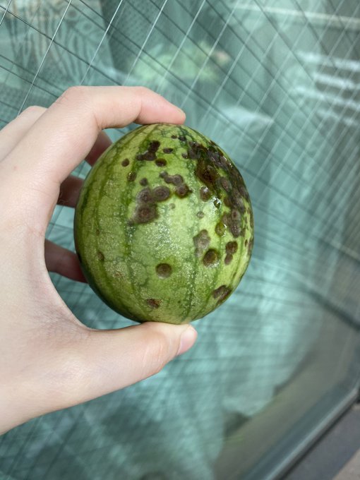 台風でやられたかと思われたスイカちゃんでしたがしっかり熟してました。ちゃんとスイカの味がして美味しかったです。
種は来年植えるために洗って残しておこうかな。
夏の終わりを感じた。 