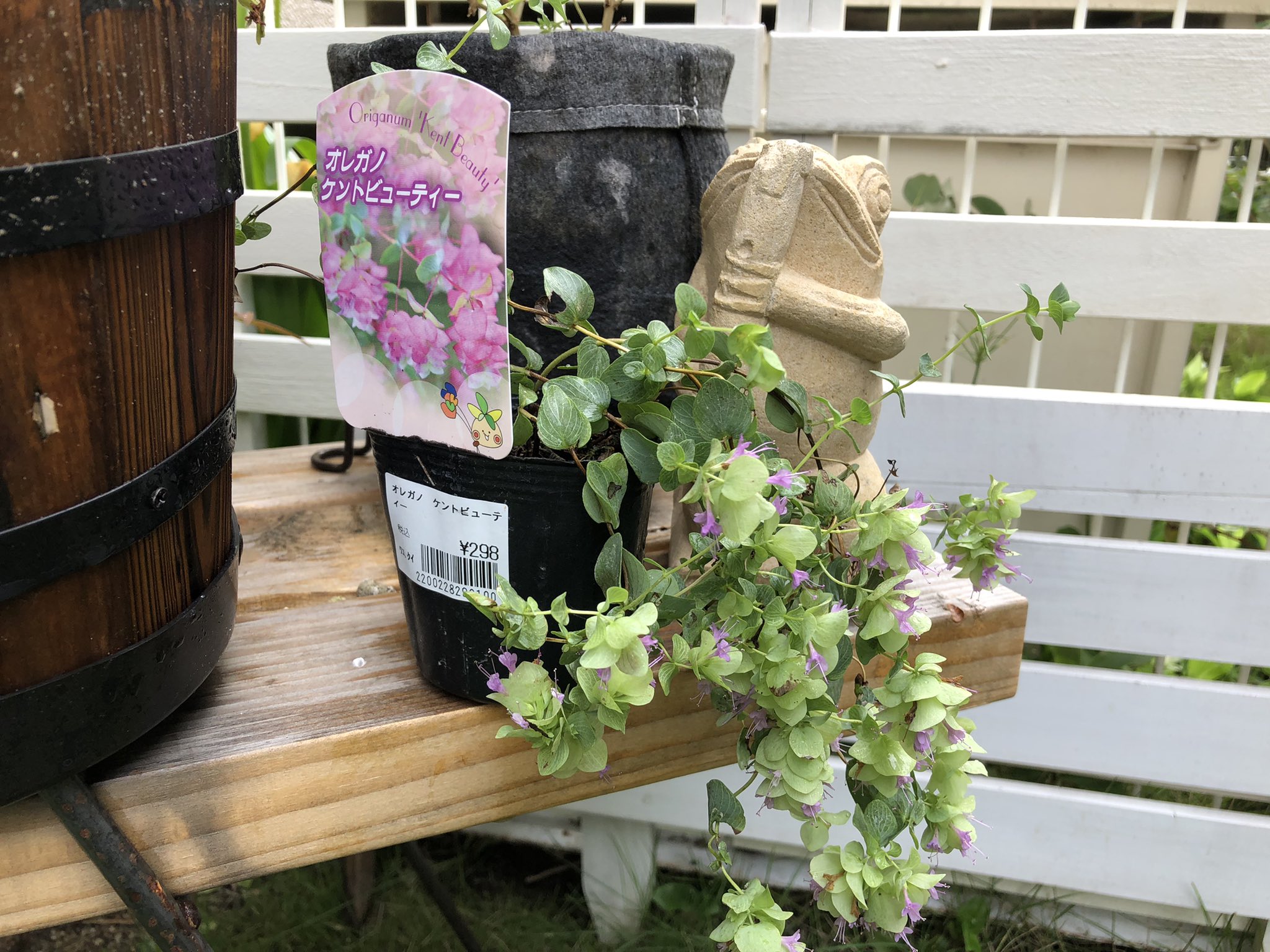 小さな庭のある暮らし No Twitter オレガノケントビューティー ホームセンターの売り場で一つだけボロボロになって残ってました ウチの小庭の仲間入りです オレガノ ケントビューティー ガーデニング 家庭菜園 小さな庭 T Co 9umicdsnal Twitter