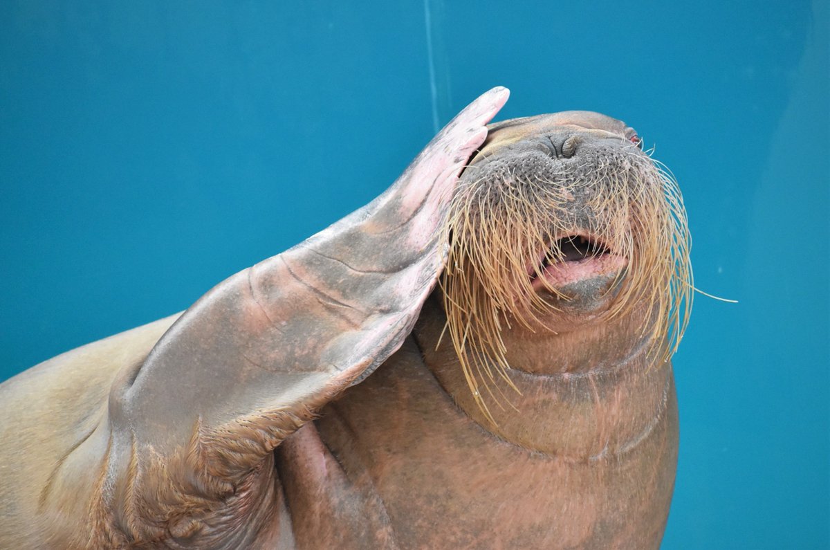 セイウチ Twitter ख ज