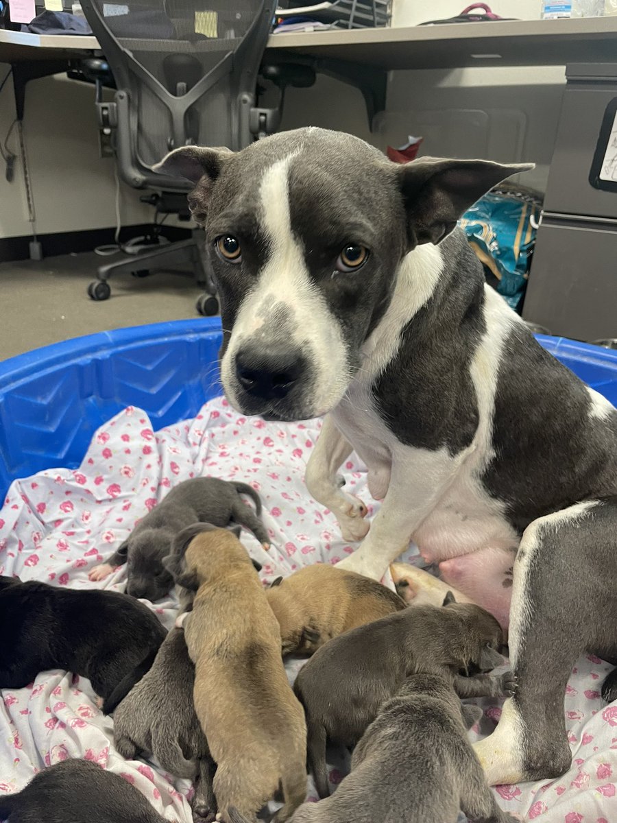 baileyocarroll's tweet photo. URGENT: PACC is OVER capacity. 

These sweet faces are looking for their forever homes. How could you not want to take one home!?

PS. You can now take one home for just a day (!!!!) details on @KOLDNews @ 10 https://t.co/IURXxat9vi