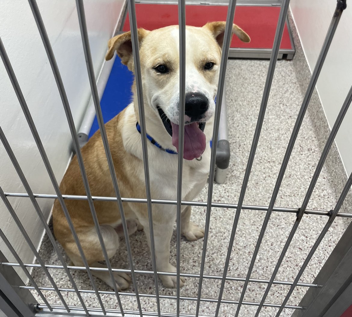 baileyocarroll's tweet photo. URGENT: PACC is OVER capacity. 

These sweet faces are looking for their forever homes. How could you not want to take one home!?

PS. You can now take one home for just a day (!!!!) details on @KOLDNews @ 10 https://t.co/IURXxat9vi