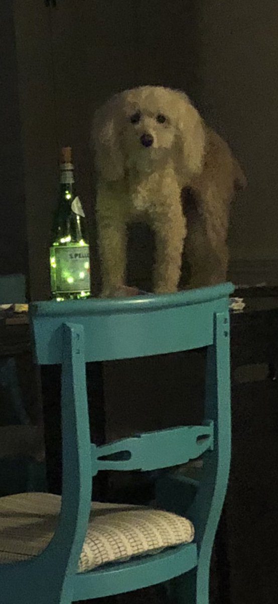 My wife’s dog is not well behaved. <a href="/KristaSamuels12/">Krista Mathis</a>