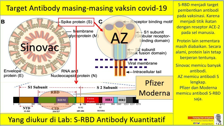 tonangardyanto's tweet photo. Vaksin covid Sinovac: antibodi relatif lengkap, relatif rendah kadarnya, ringan reaksi KIPI nya. AZ: antibodi S saja, kadar lebih tinggi, reaksi lebih kuat. Pfizer dan Moderna: hanya antibodi S-RBD, tinggi kadarnya, reaksi lebih kuat lagi. Yang diukur di lab: S-RBD saja.

Mangga. https://t.co/xcitieJrEP