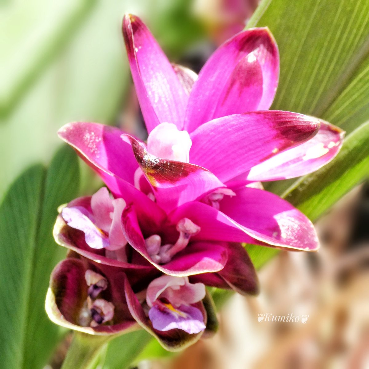 Curucuma Curucuma