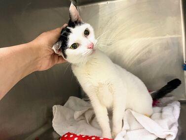 NYC's DEATH ROW CATS on X: *SHELTER PLEA* NEW PHOTO - **FeLV+** Poor Beluga  is a sweet cat who will need some TLC. (consider hospice vs EHR) NEEDS OUT  ASAP!   /