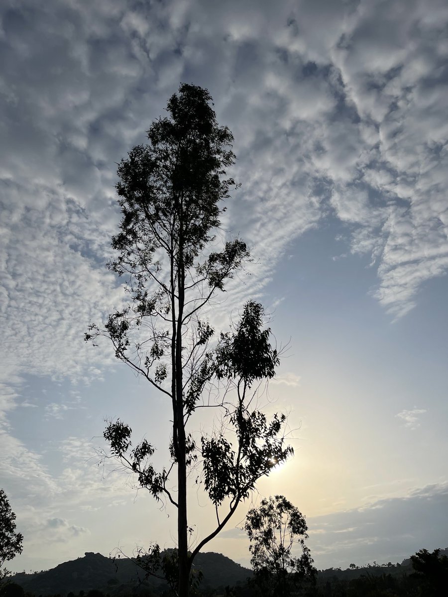 justAwezom's tweet image. The antidote to exhaustion is not rest. It’s nature - shikoba 

Good Morning Tweeps. Happy Sunday.  Wishing you all rejuvenating Sunday!!