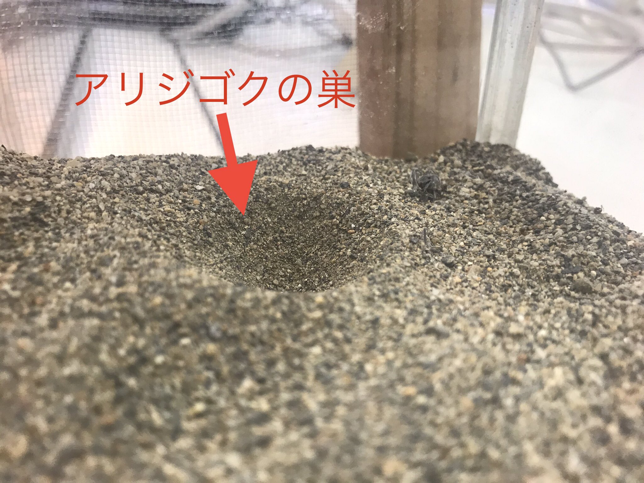 日立市かみね動物園 公式 アリジゴクの名前で有名なウスバカゲロウの幼虫 巣 に落ちてきたアリをその大きな顎で捕まえて体液を吸っちゃいます ベンチの下といった雨に濡れない砂地に巣を作っているので みんなの近くの公園にもいるかも 探してみてね