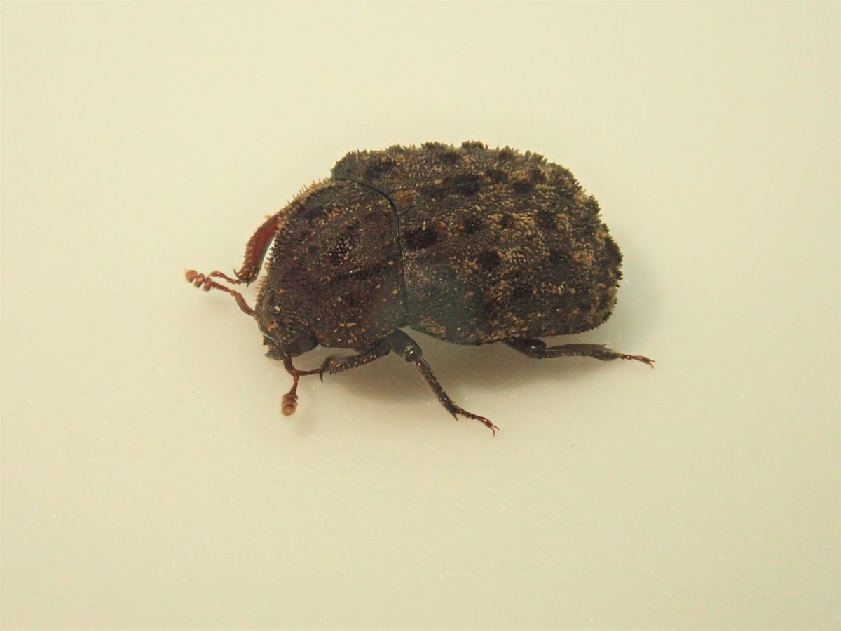 臨時休館中のカブクワ展紹介その１９ マダラクワガタ 日本で最も小さいクワガタムシです 丸い体に黒い斑点 微小な顎と クワガタ 21 08 25 東区の動植物園 水族館 広島市森林公園こんちゅう館 まいにちを豊かに りっち