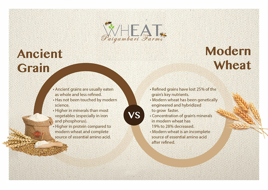 IamGDhillon's tweet photo. PAIGAMBARI : One of the healthiest wheat known for Glycemic Index 55 and Low Gluten. 

Focus is on Wheat: THE GOOD, THE BAD, AND THE UGLY part of our staple diet.

We believe food lies at the core of a healthy, sustainable society. Food is Medicine.
https://t.co/iAeDjw0BMw https://t.co/X93T8MEJJe