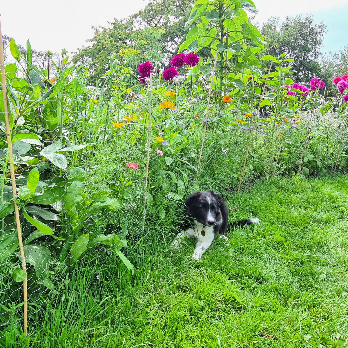 Frank the Flower Farming pup showing you his favourite cut flower bed 🐾💐 #britishflowers #flowersfromthefarm