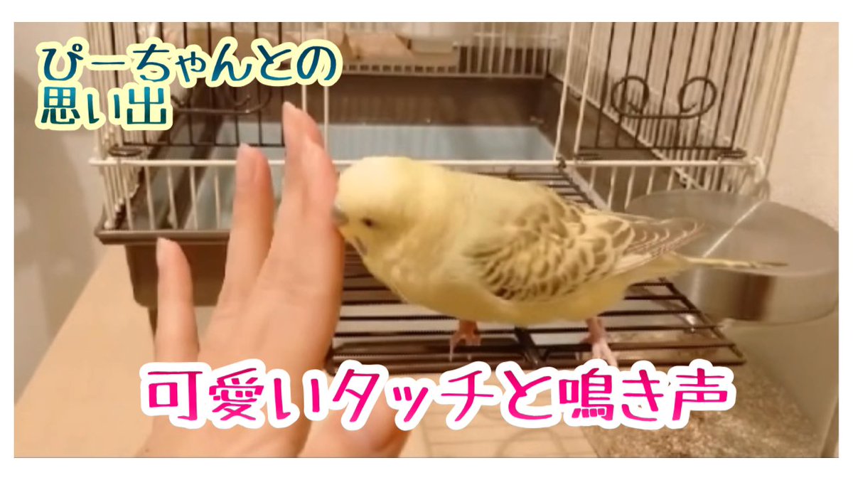 世界のセキセイインコぴーすけチャンネル V Twitter 思い出動画集 鳴き声とタッチが可愛いセキセイインコ 番外編 配信中 ぜひ ご覧ください T Co Qcosvs4gru 鳥 セキセイインコ インコ 可愛い 鳴き声 タッチ Bird Parakeet Budgie Parrot