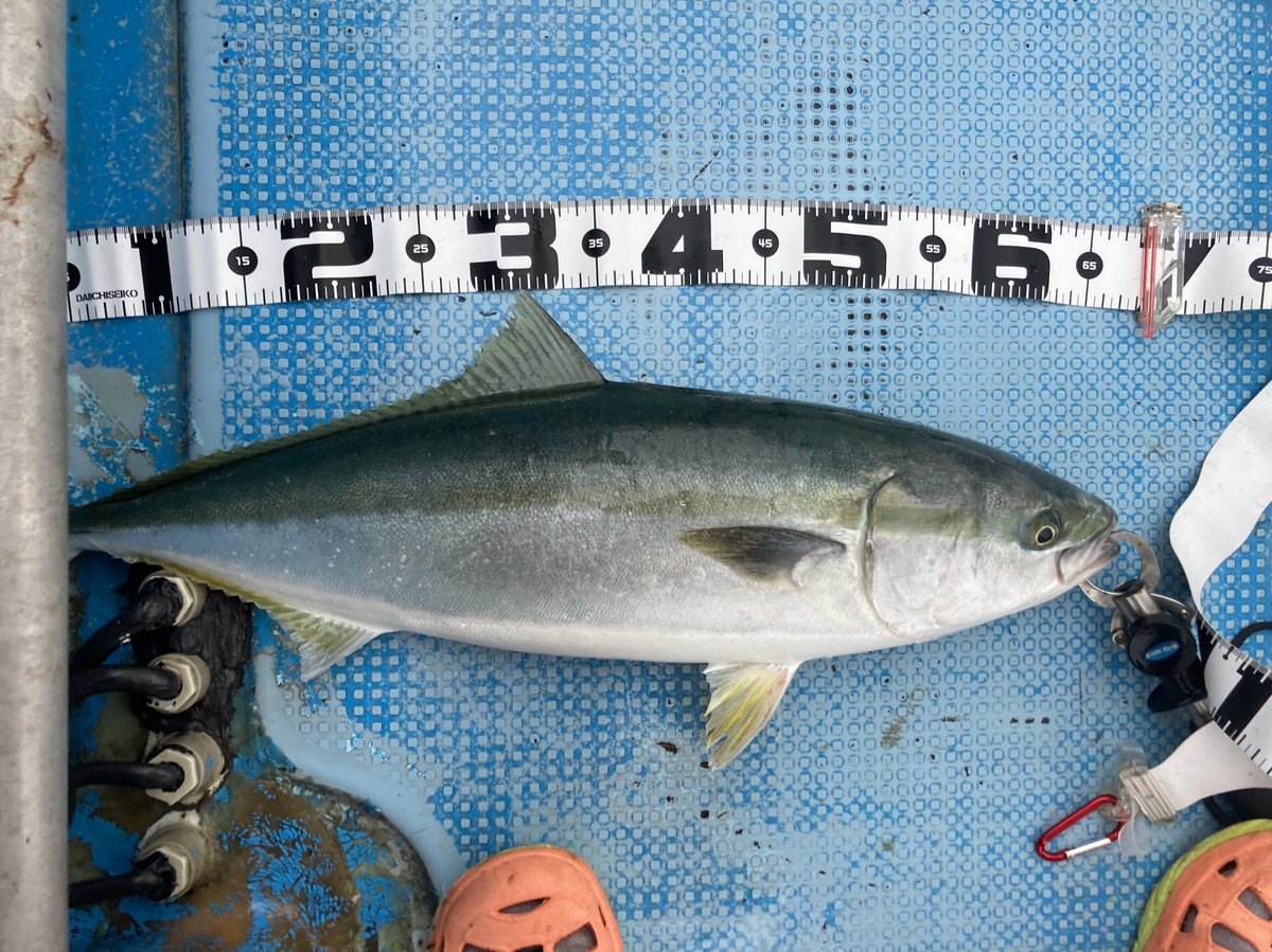 岩手釣り بحث في تويتر