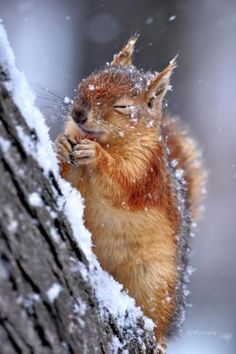 Are you Cold ?

#squirrel #nature #squirrelsofinstagram #squirrels #wildlife #animals #squirrellove #naturephotography #squirrellife #animal #wildlifephotography #eichh #photography #cute #squirrelwatching #nuts #rnchen #squirrelsofig #redsquirrel #about #squirrellover #love