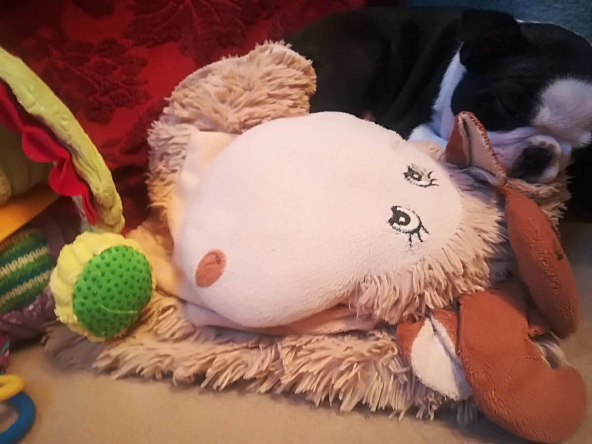 BlesicArt's tweet photo. Princess of pea😊
#babygirl #TwitterFriends #goodnight #bostonterrier #samatafamilykennel https://t.co/CxCzFUCOyf
