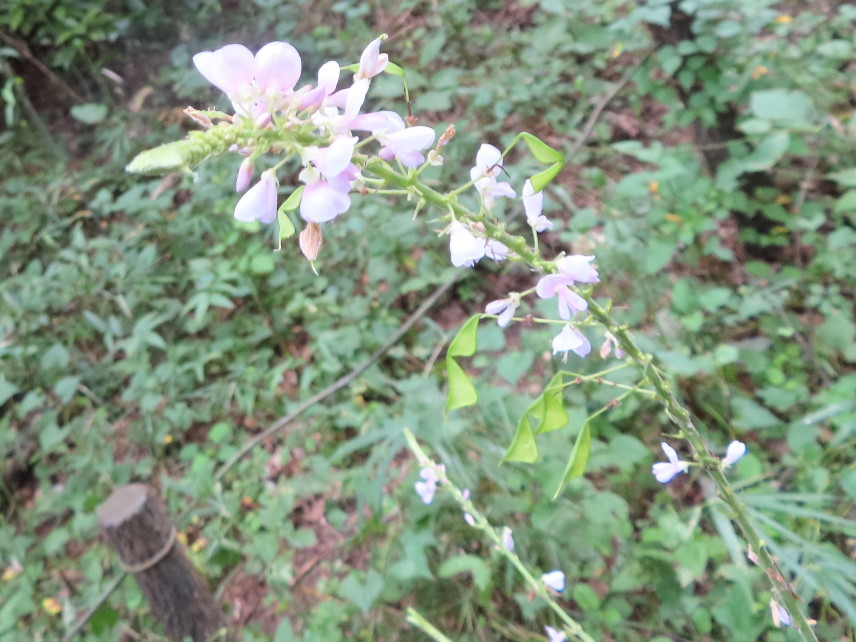 都立小山内裏公園 小山内裏公園で今日咲いていたピンク色の花 を紹介します フジカンゾウとヌスビトハギは少し似ていますが フジカンゾウの方が大柄で花期が8月後半 9月初めと短く ヌスビトハギは10月頃まで咲いています イヌトウバナは草丈10cmほどと
