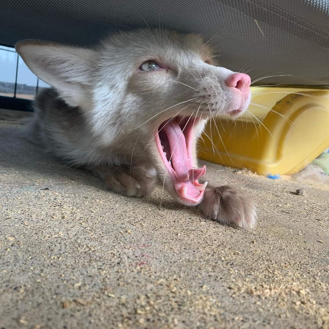 ClevyrCreatures's tweet photo. Look at that Biiig Yawn! It's Rowyn coming in to stay good night!
Rowyn is sponsored by @jcherry32
#GoodNight #ClevyrCreatures #Foxes https://t.co/MExLmD1XGP