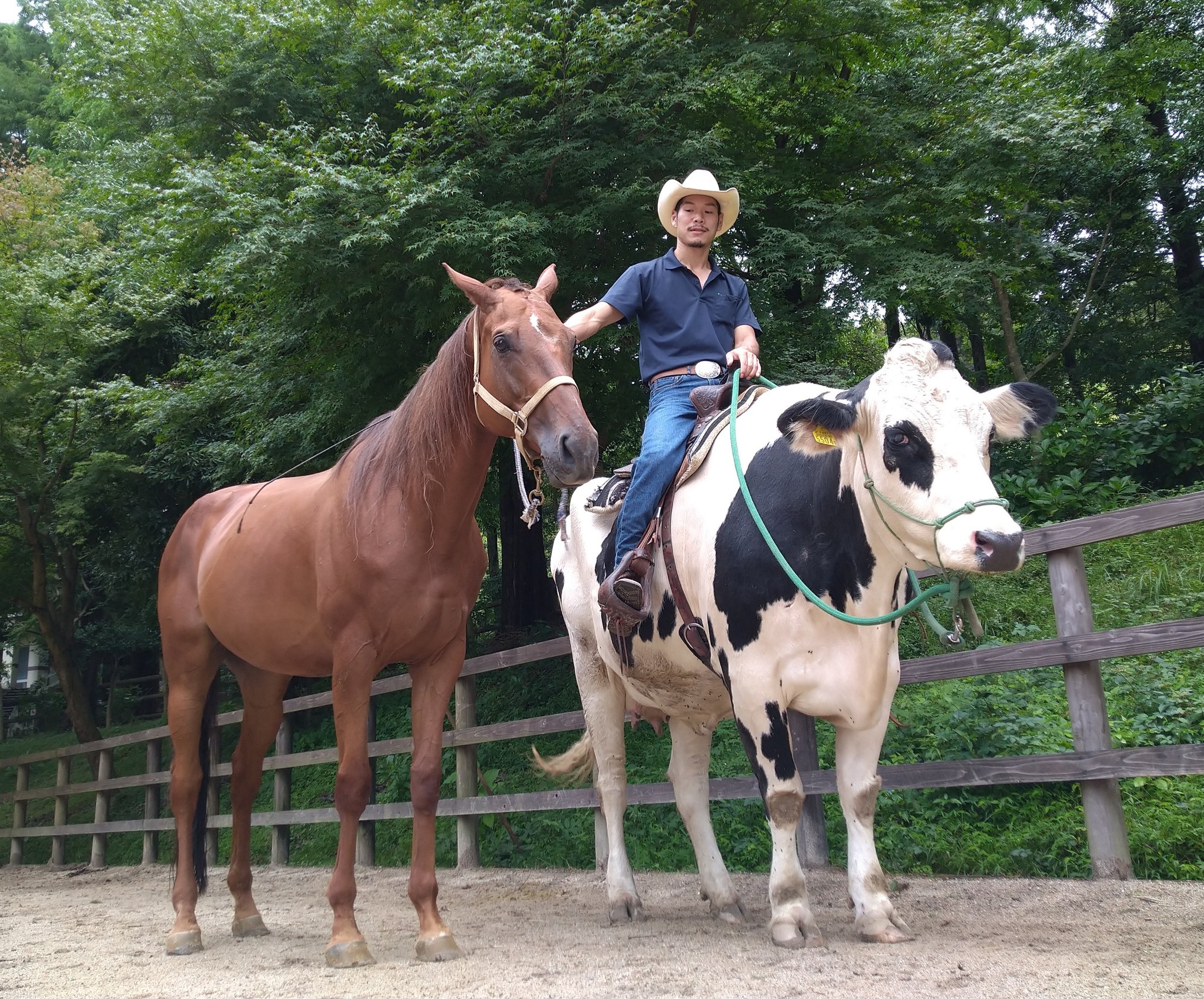 六甲山牧場【公式】 on Twitter: "六甲山牧場には自分の事を馬だと思っている牛がいます???? 名前はランボルギーニ❗❗ 子供の時から馬 の群れで育ったので馬のように走り、馬のように人も乗せれます???? #六甲山牧場 #乳牛 #ホルスタイン #乗牛 ... ふるもっふ うま