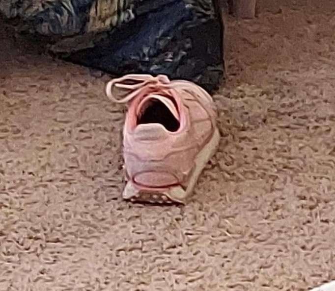 moby dickgirl (@epistemophagy) on Twitter photo 