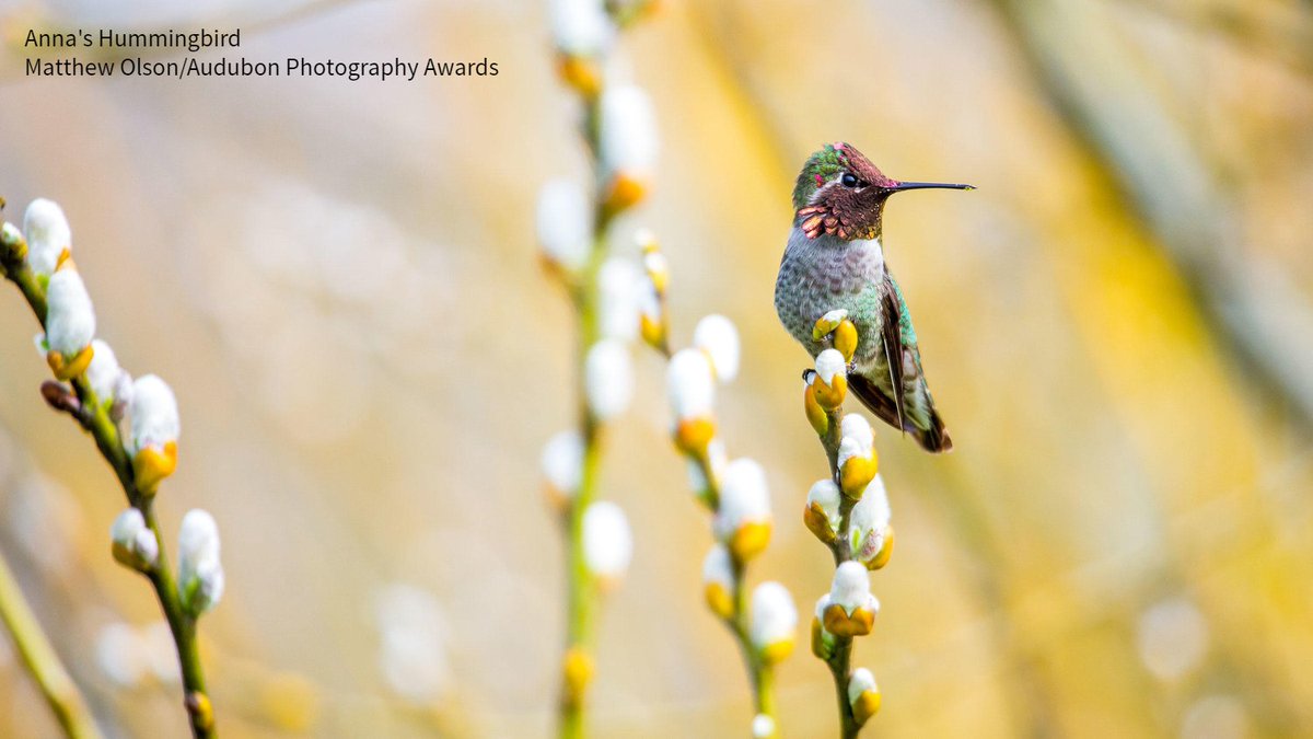 audubonsociety's tweet photo. Did you know Anna’s Hummingbirds will sometimes feed on ashes or sand, likely to acquire minerals for egg laying? https://t.co/lKK7kBlZo0