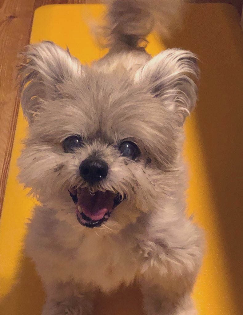 まみまる 相葉くんがトリミングしてたハナシカ うちのゆずに似てる ゆずも保護犬出身 保護された子達が早く暖かいお家に巡り会えますように 想い24時間テレビ 元保護犬 T Co Pzhysdt925 Twitter まみまる 相葉くんがトリミングしてたハナシカ うちのゆずに似てる ゆずも保護犬出身 保護された子達が早く暖かいお家に巡り会えますように 想い24時間テレビ 元保護犬 T Co Pzhysdt925 Twitter