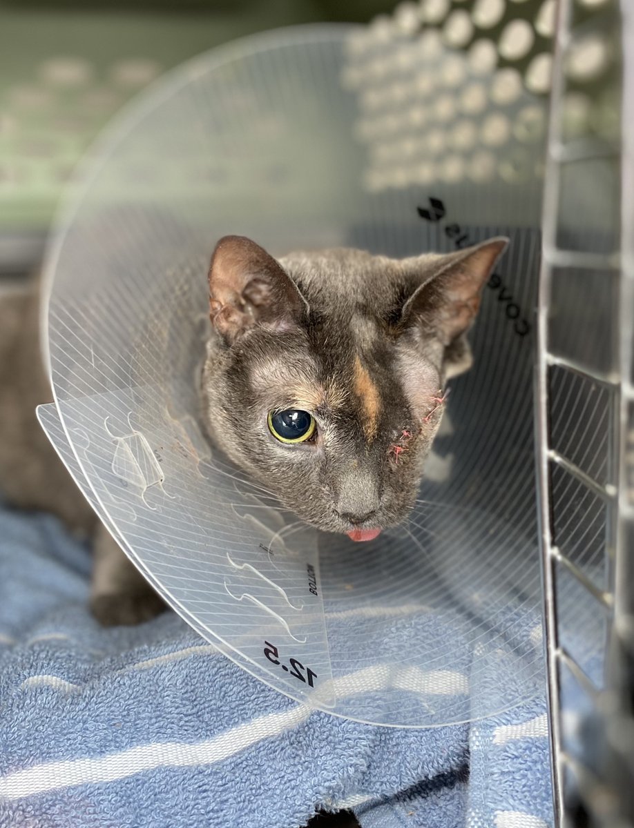 JustSoSmall's tweet image. I'm finally home!!!
#CatsOfTwitter #catsofinstagram @catsofinstagram #cats #meow #SmallButMighty #pirate #GoFundMe #gofundmecampaign