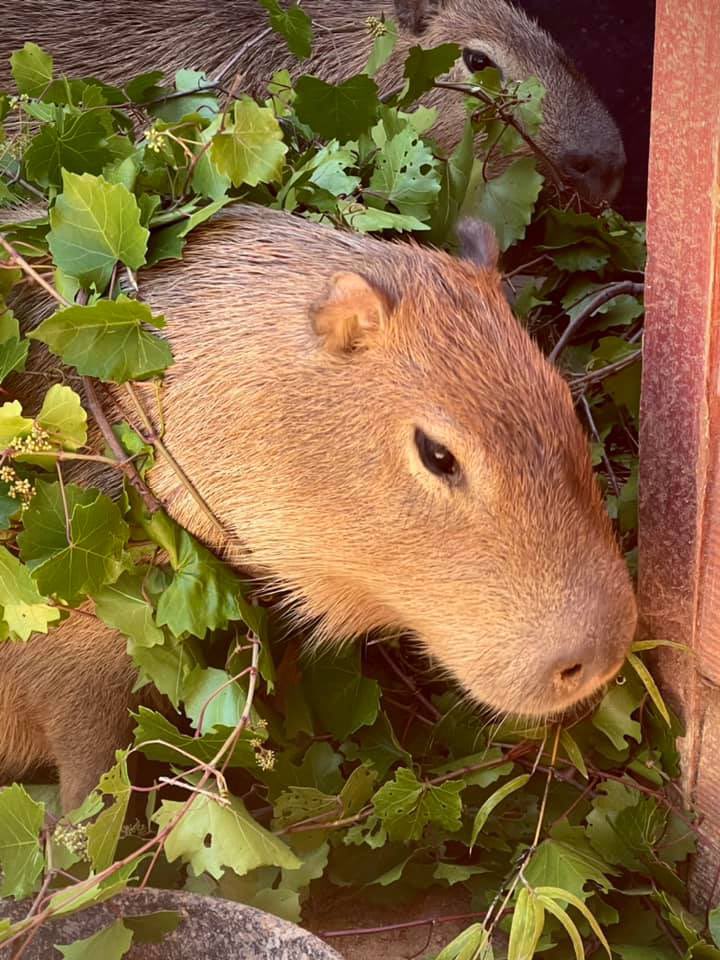 finalduets's tweet image. capybaras &amp;lt;3