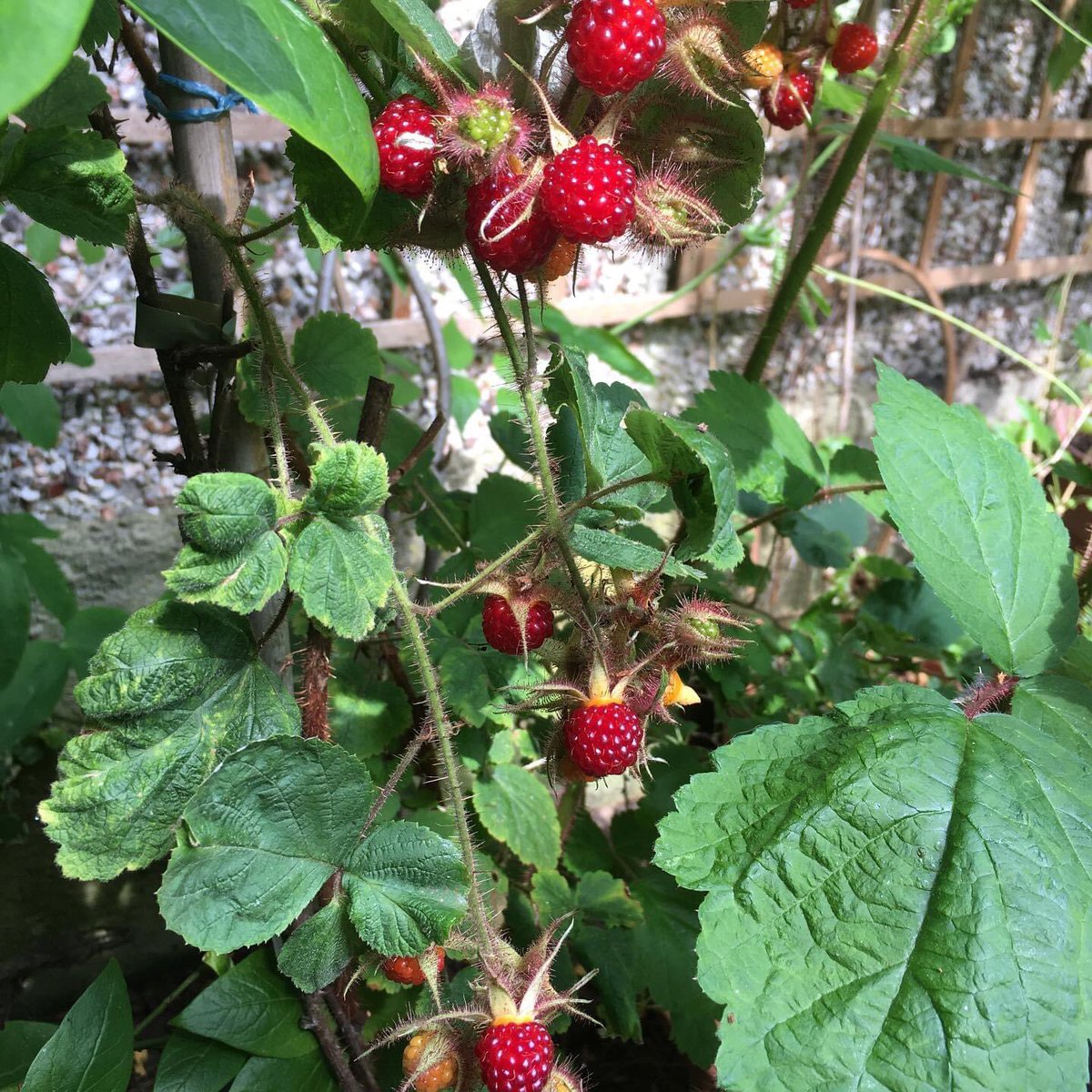 Jan_Lentzos's tweet photo. #SixOnSaturday #MyGarden #WildlifeGarden #ElderTree #Elderberries #FlowerContainer #August #GardenLife #SummerFlowers #Calibrachoa #VerbenaShowboat #CupheaLlavea #Tutsan #Hypericum #StJohnsWort #Berries #Pruning #GardenWaste #Wineberries #Ripening #JapaneseWineberry #Cotoneaster https://t.co/O62W9n7Rwb