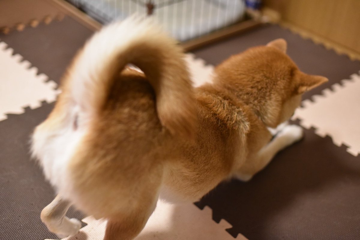 柴犬の藍 あお プリケツ 今日も セクシーポーズが見れて幸せ 柴犬の藍 犬のいる暮らし いぬのきもち