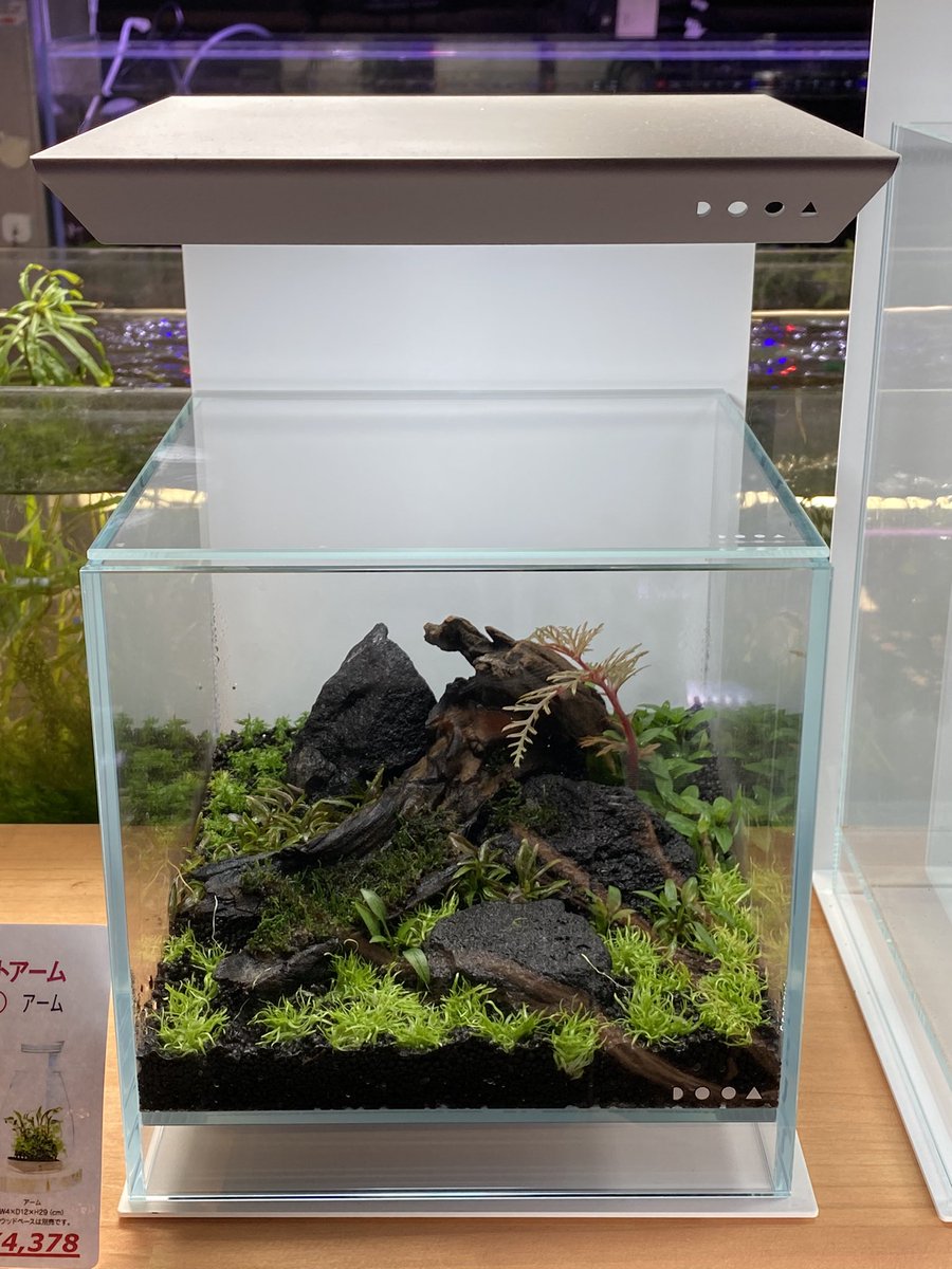 人気のクリスマスアイテムがいっぱい 苔リウム ネオグラスエア Dooa 水槽 魚用品 水草 Www Rkf Eng Com