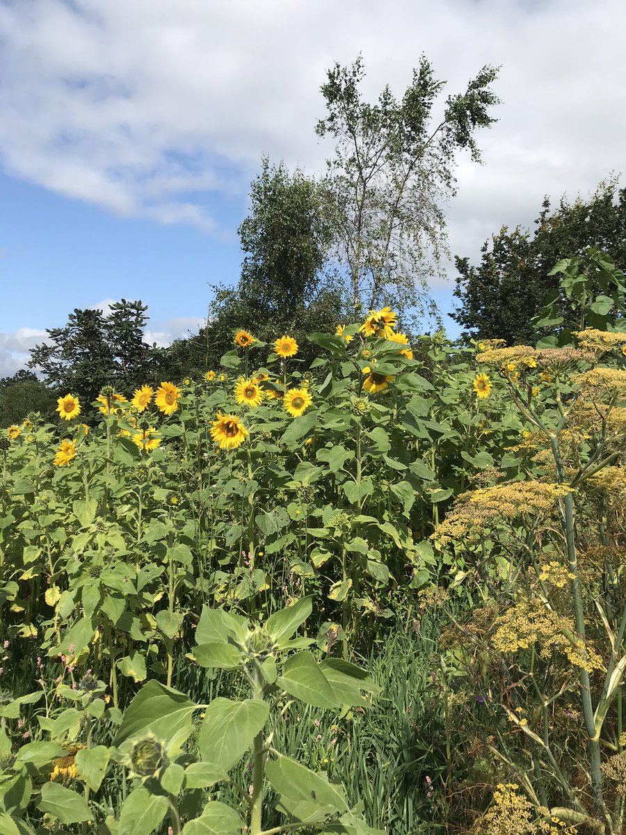 BevColey's tweet photo. Had a lovely week at Moor View CL near Woodbury. Fully serviced pitches and a nice view.  Now onto North Devon https://t.co/ZsaAvHTXja