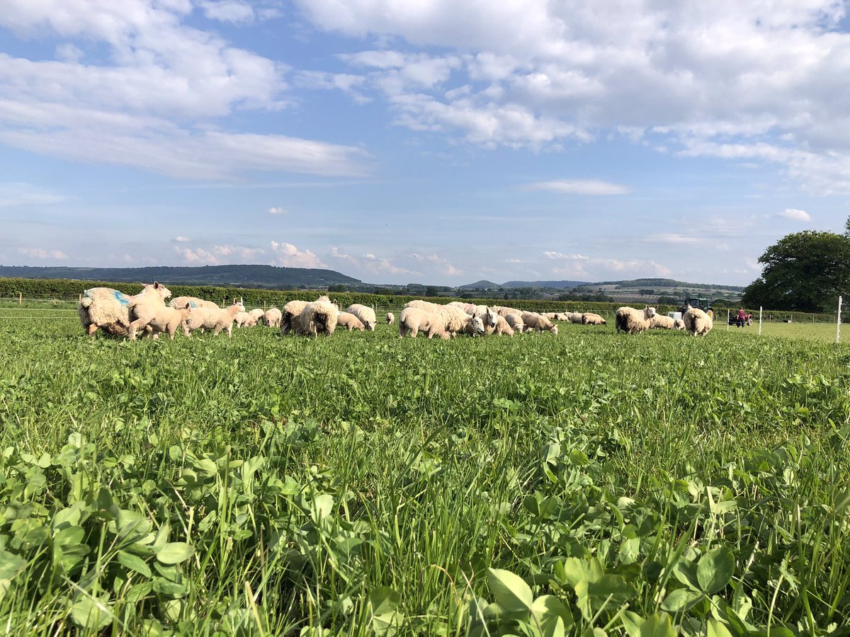 FarmersOfTheUK's tweet photo. For this to be achievable it is paramount that the public come to understand the importance of supporting grass fed meat producers and understand the vital role grazing animals are able to play in repairing the state of the natural environment world wide. https://t.co/PmLhBeDly6