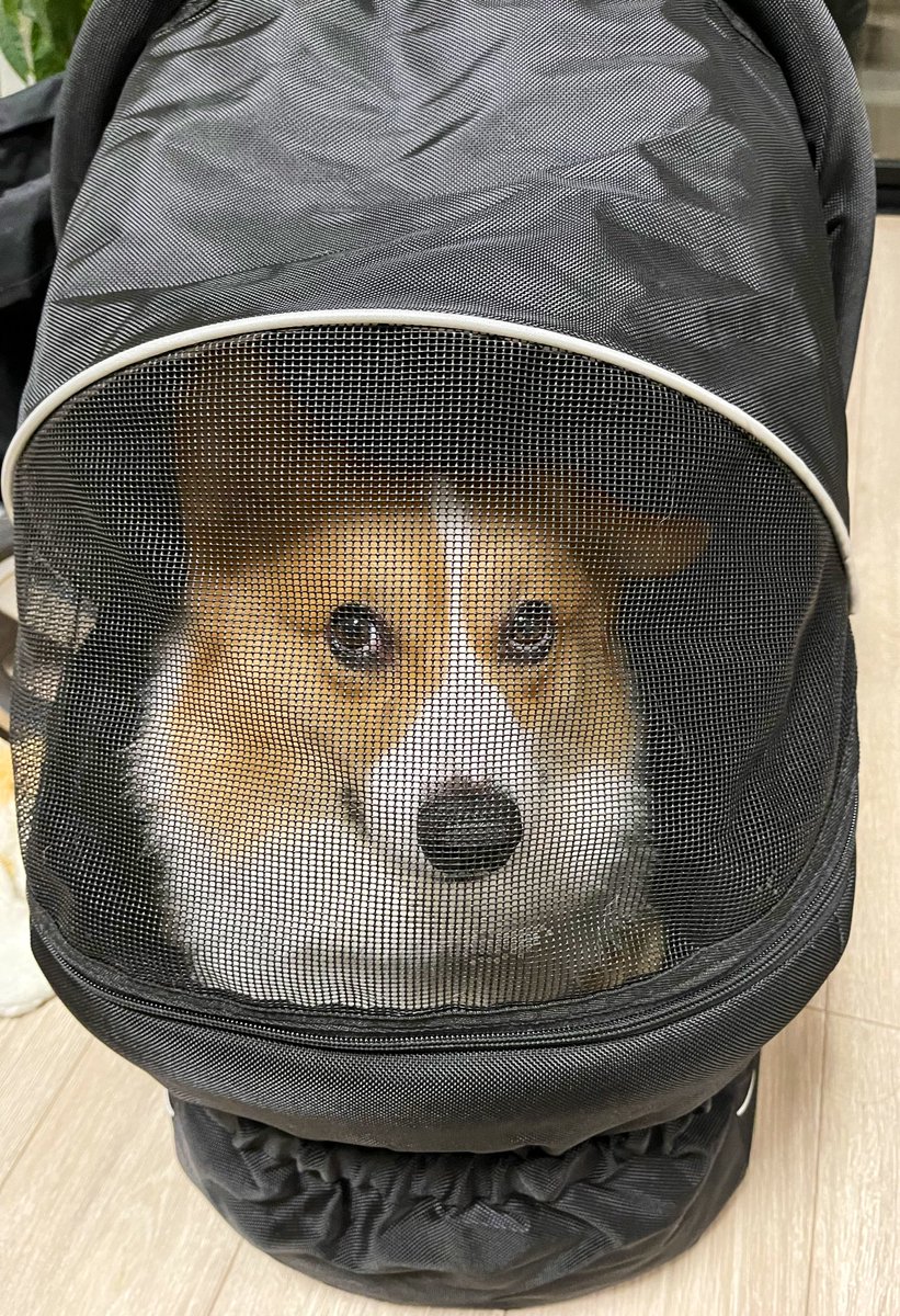 犬は夜目がきく 暗くて狭い所が大好きってホント ワンコとhappy Life