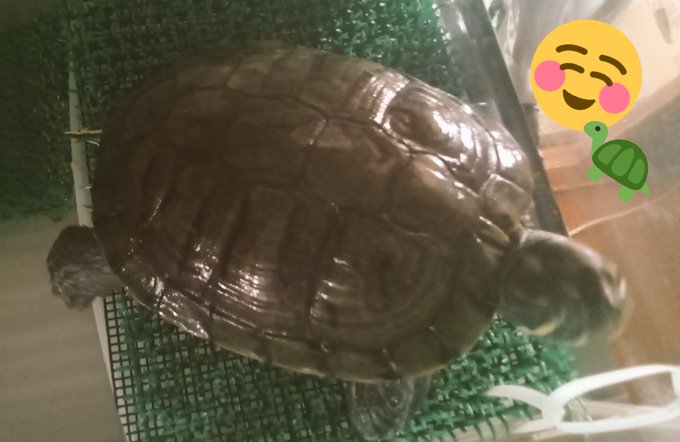 アカミミガメのtwitterイラスト検索結果