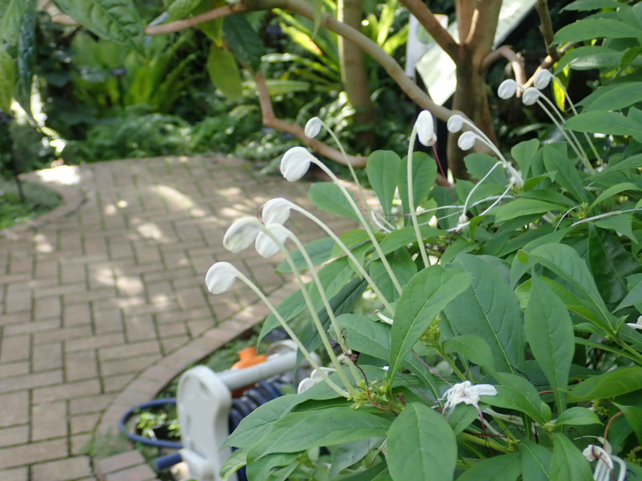 神代植物公園 ニュース スタッフより 園芸係 大温室熱帯花木室でクレロデンドルム インキスムの花が咲いています クレロデンドルム インキスムは シソ科クレロデンドルム属の小高木で熱帯アフリカの原産 花は白色で音符 のような形 この花の形