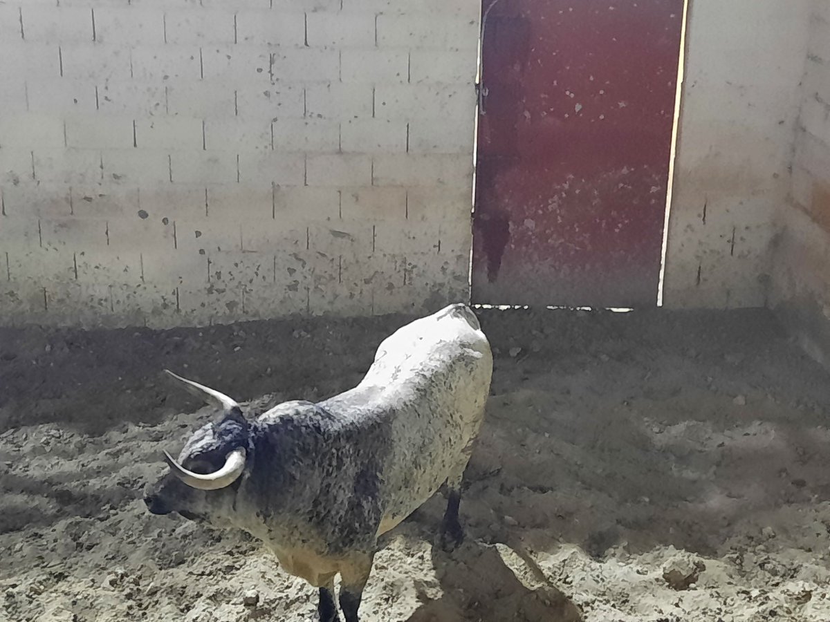 Anoche, en Cuellar se desencajonó   una espectacular encierro de <a href="/HrosCebadaGago/">Hros. de Cebada Gago</a>, seriedad y belleza. El sábado <a href="/AlbertoLamelas/">𝑨𝒍𝒃𝒆𝒓𝒕𝒐 𝑳𝒂𝒎𝒆𝒍𝒂𝒔</a>, <a href="/MiguelngelPach6/">Miguel Ángel Pacheco</a> y <a href="/CristianEscrib/">cristian escribano</a>...enhorabuena <a href="/carlos_fraile/">Carlos Fraile</a> por defender la Fiesta.<a href="/aytocuellar/">Ayuntamiento de Cuéllar</a> sois ejemplo que la Tauromaquia no tiene ideologias
