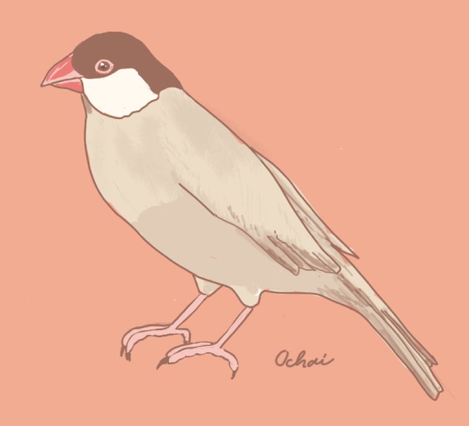 文鳥イラストのtwitterイラスト検索結果