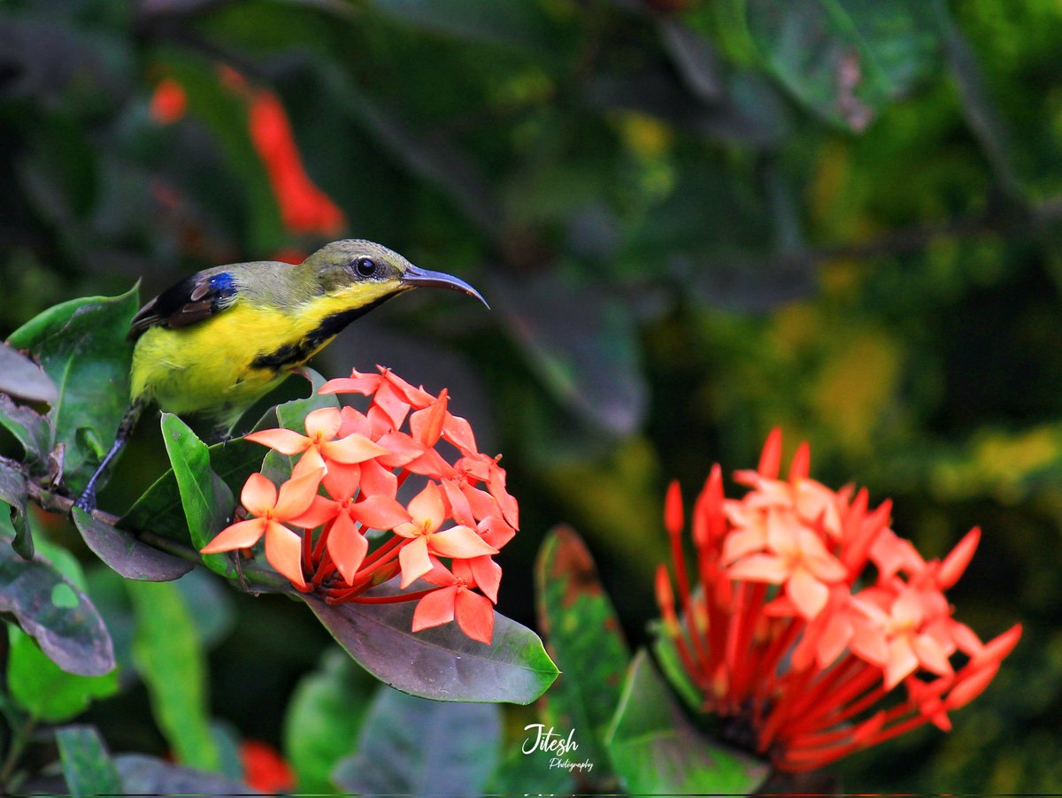 Olive Backed Sunbird🐦🌿📸
#Bird #sunbird #flowers #birdcaptures #nature #canon #uttrakhand #india #Luv4Wilds