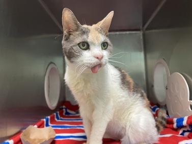PeterAskin1's tweet photo. Gorgeous elderly calico kitty "Alice" 123682 at NYC ACC in #NewYork has: URI, hyperthyroidism, lip with ulcer, dental disease/oligodontia, emaciated, dehydrated, suspect osteoarthritis but a sweet headbutter, chatty &amp; adorable! Pledge! VERY URGENT!
https://t.co/y3SLABmCul https://t.co/DXM7onzawl
