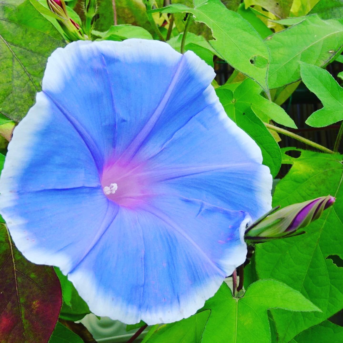 一般社団法人 南アルプス市観光協会 朝顔が咲いています 道の駅しらね西側 夏休みの宿題をイメージされるお花でもある朝顔 夏 の花でも向日葵とはまた違った風情のあるお花ですよね 夏の暑さも青い色の朝顔を見ると涼やかに感じますね 蝉の声と明るい
