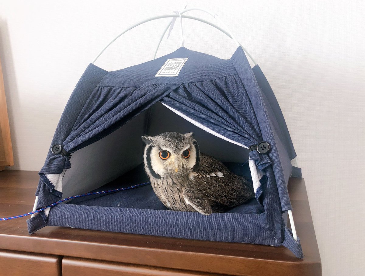 ダイソーテントの破壊力ぅぅう！かぁわぁいいぃぃ！！！